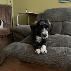 Meet your Posher, Sam